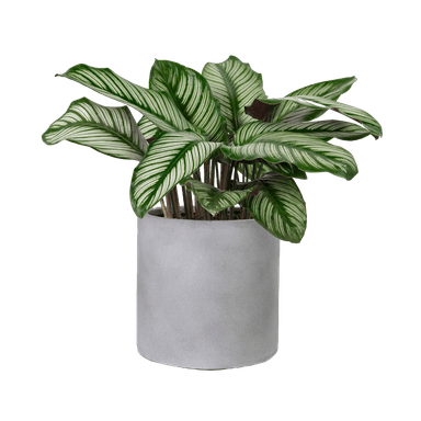 خرید گل اپارتمانی برف